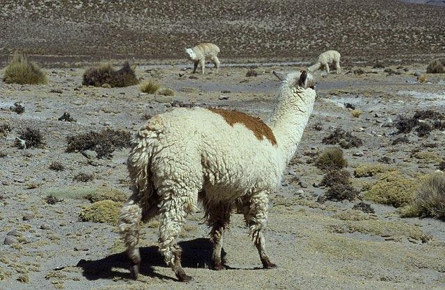 Alpaca and It's History