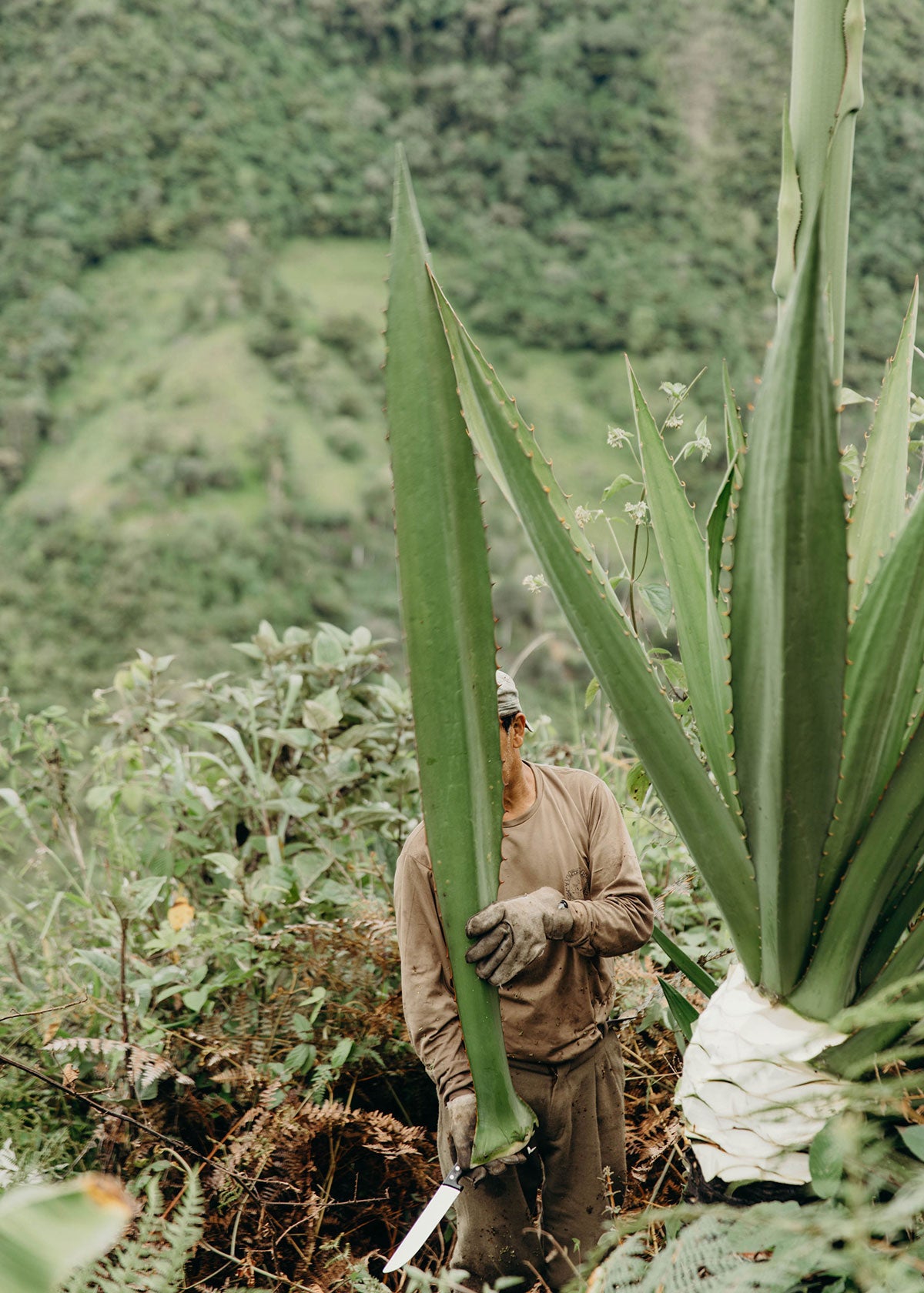 A Tradional Craft Made from Plants